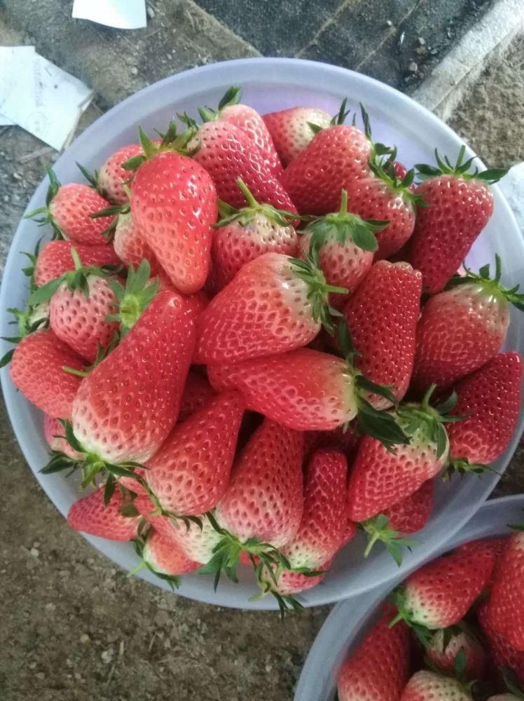 京藏香草莓苗移栽过程的注意事项 矮壮京藏香草莓苗报价_腾讯新闻