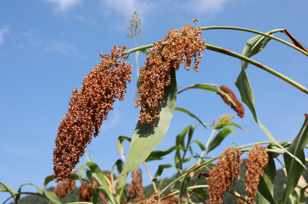 十几名村民穿梭在高粱地间,他们或摘穗,或割杆,或捆扎,或搬运,忙碌间