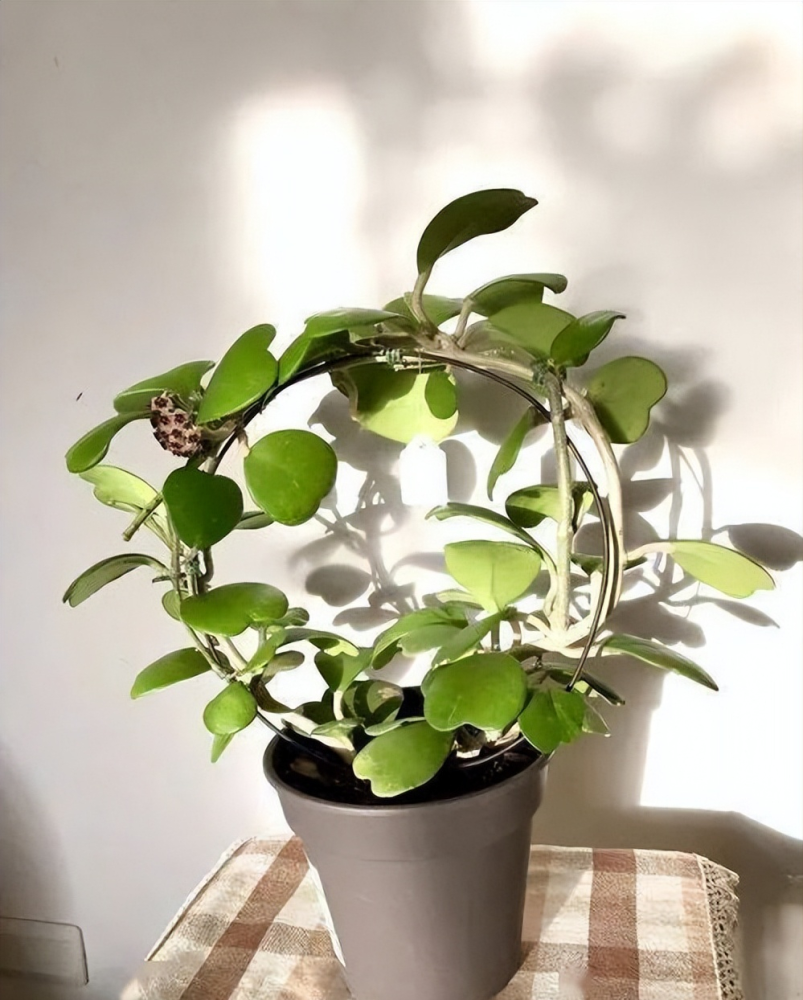 球兰图片(线叶球兰图片)