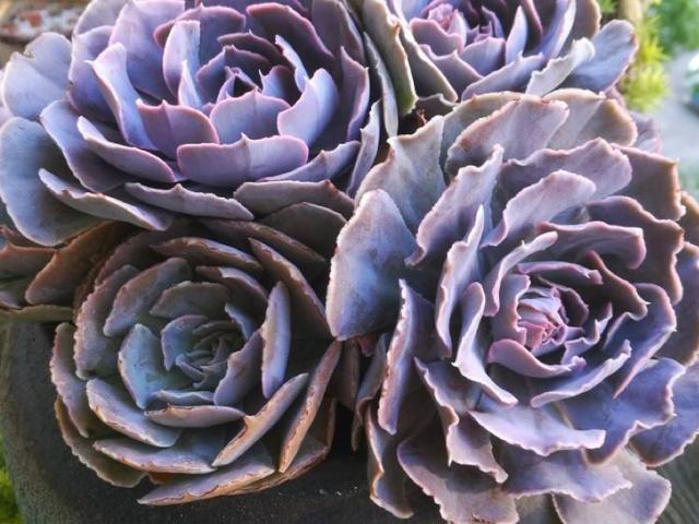 多肉沙漠之星,总算有了自己固定的名字,夏季也有迷人的粉紫色_腾讯