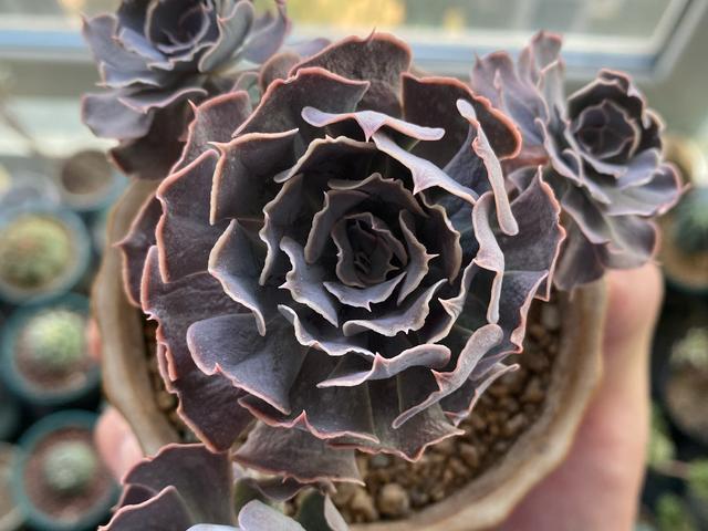 多肉沙漠之星,总算有了自己固定的名字,夏季也有迷人的粉紫色_腾讯