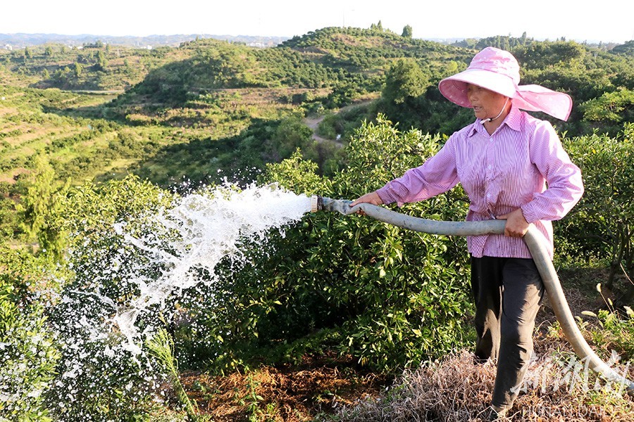 8月16日,麻阳苗族自治县岩门镇黄双冲村,村民在橘园开展浇水作业