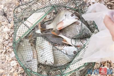 抢鲜秋天的第一网鱼