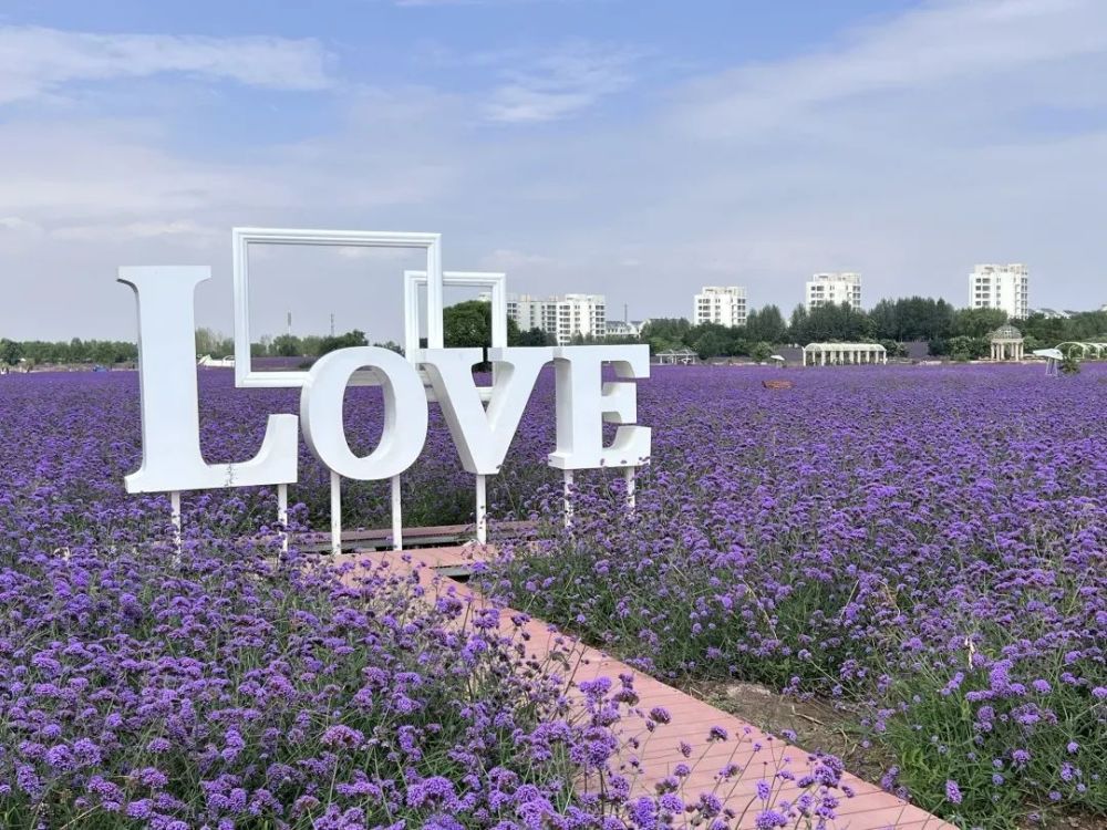 金昌紫金花海微风袭来拂过紫色小城