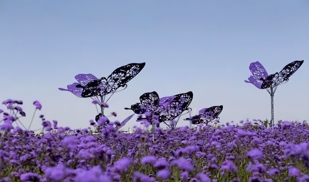 金昌紫金花海微风袭来拂过紫色小城