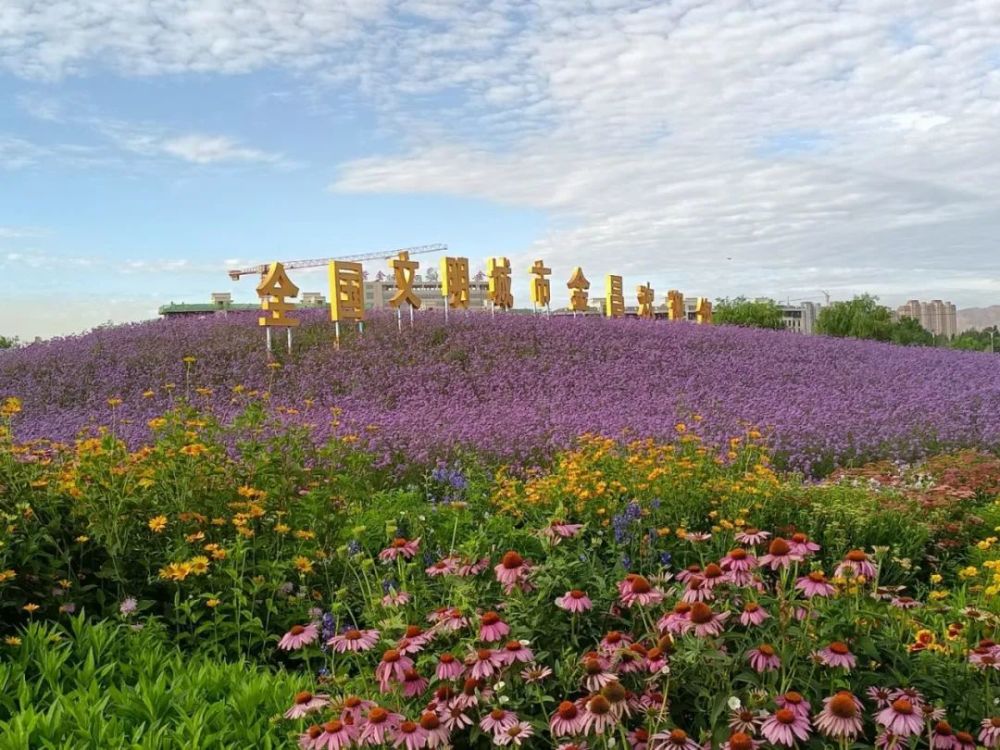 金昌紫金花海微风袭来拂过紫色小城