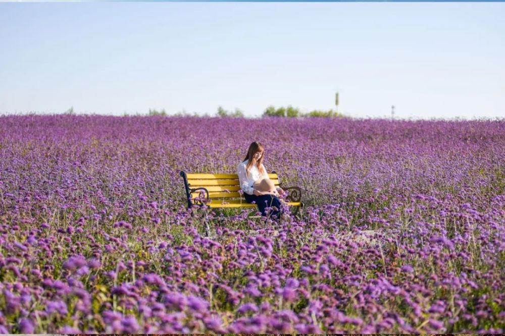金昌紫金花海微风袭来拂过紫色小城