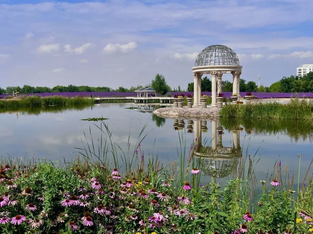 金昌紫金花海微风袭来拂过紫色小城