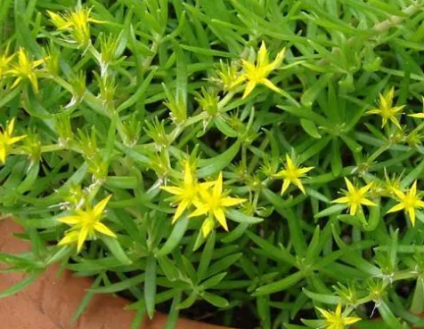 生命力顽强的"狗牙齿草":踩不死也晒不死,当野菜吃不输马齿苋