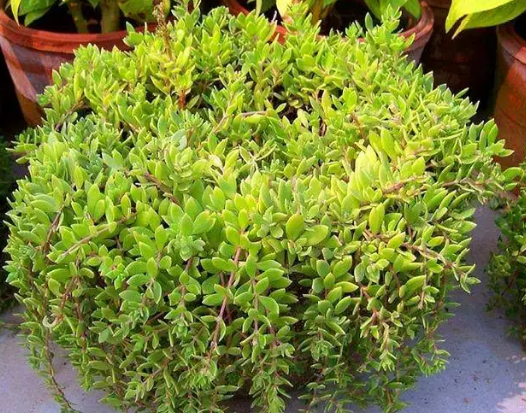 生命力顽强的"狗牙齿草":踩不死也晒不死,当野菜吃不输马齿苋