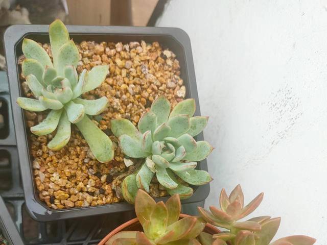 多肉徒长怎么办 至少有3个办法可以解决 重新变美只是时间问题 腾讯新闻
