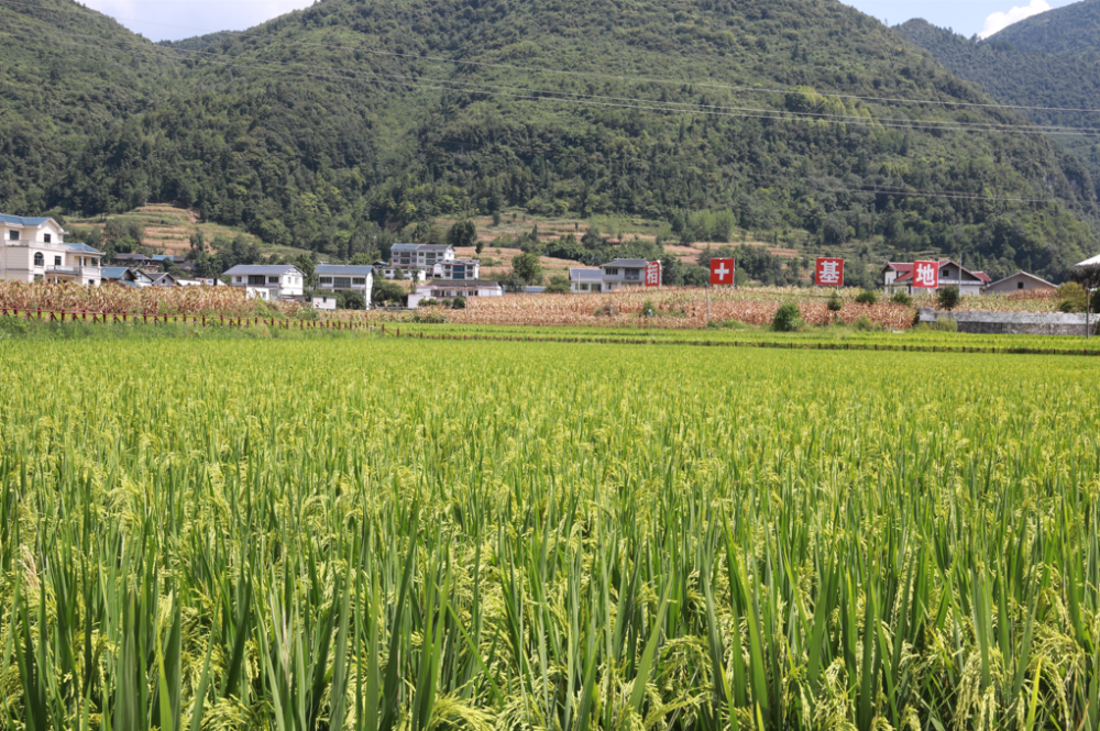 抗旱保民生|青杠塘镇:党员先锋在行动 奋力抗旱解民忧_腾讯新闻