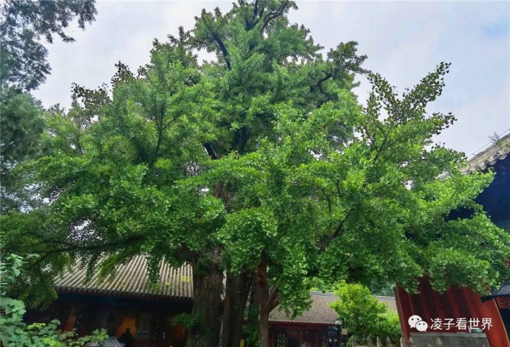 俄羅斯新增4774例新冠肺炎確診病例累計62773例上海國航船務