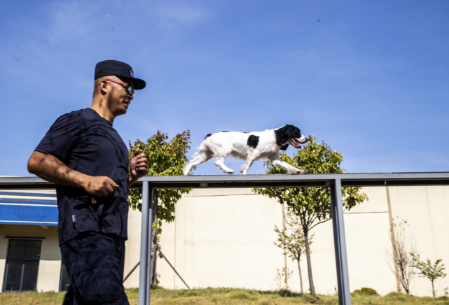 史宾格犬训练方法图片