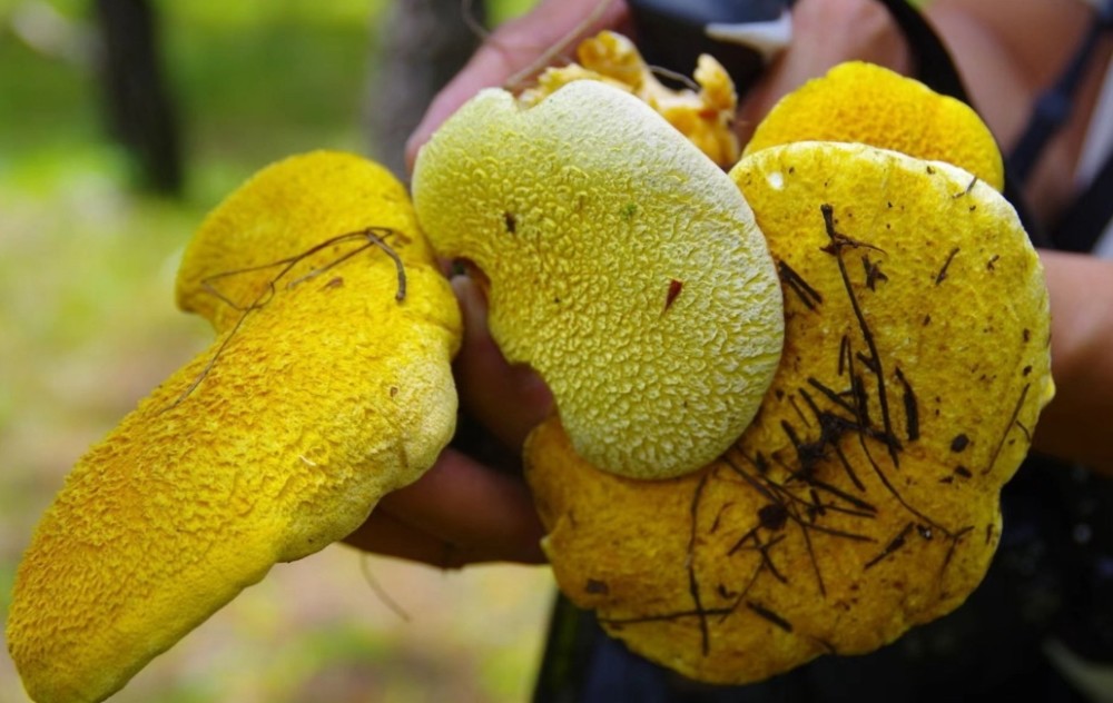 云南现罕见野生菌 色泽金黄形如虎掌_腾讯新闻