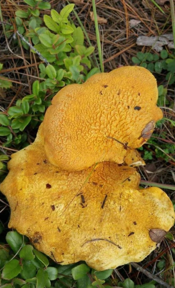 云南现罕见野生菌 色泽金黄形如虎掌
