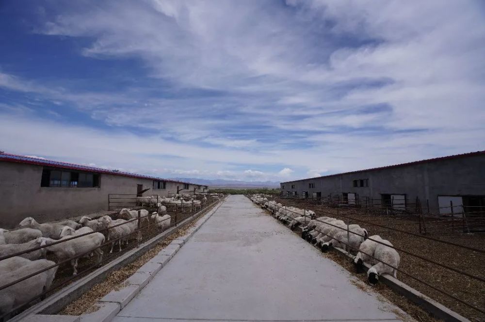 阿合奇的冰川羊来了!_腾讯新闻