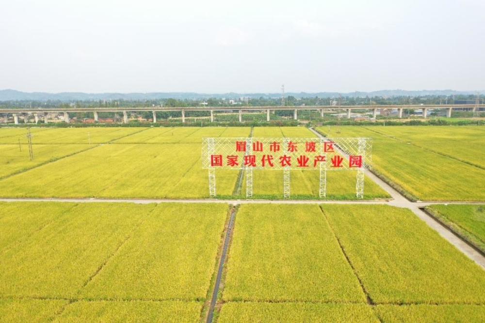 眉山市永丰村党委书记李雪平:粮食面积,产量在不断增加_腾讯新闻