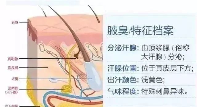 狐臭怎麼解決根除呢?這個方法你必須得知道哦!