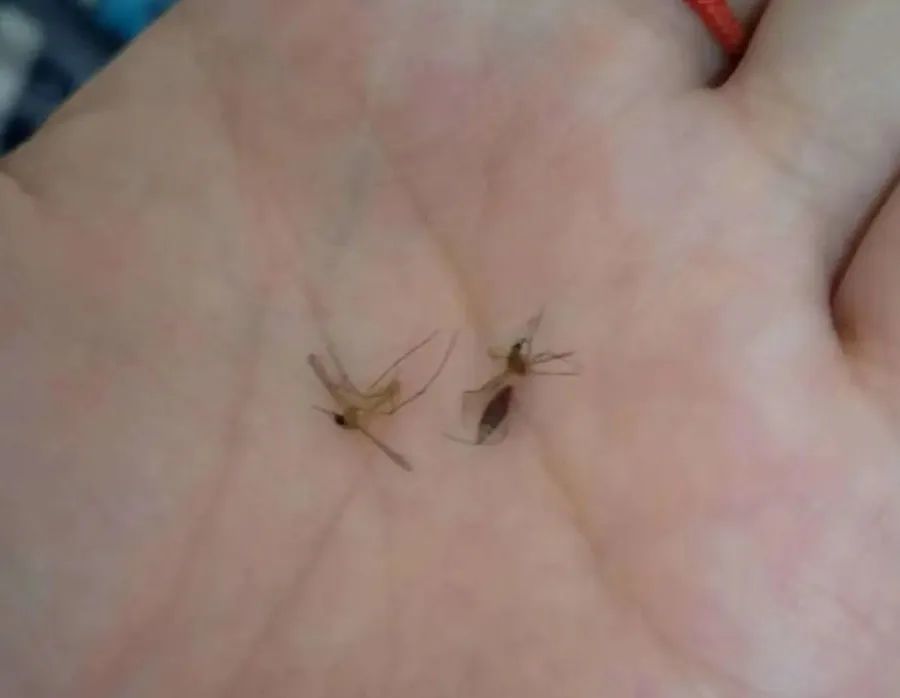 男子打蚊子一巴掌下去把自己拍进了医院