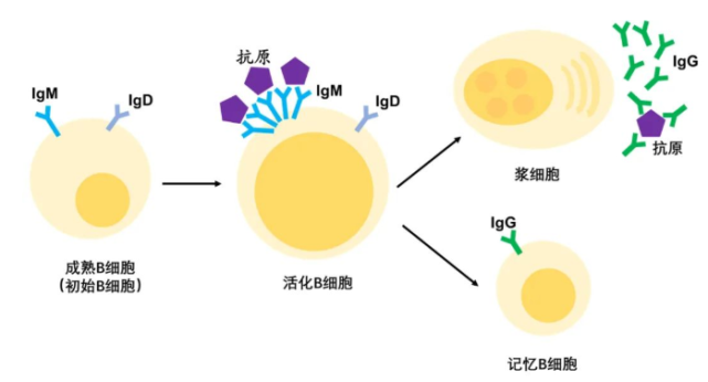 与b细胞受体(bcr)的结合,才能进行增殖和分化,产生浆细胞和记忆细胞