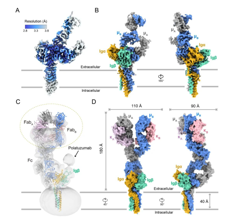 【Science】施一公团队首次揭示人源IgM-B淋巴细胞受体组装的分子机制_腾讯新闻