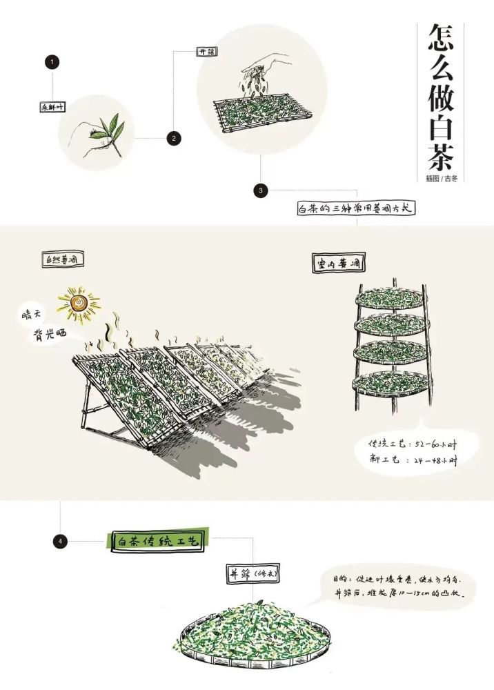 银针牡丹寿眉这些白茶到底有什么不同