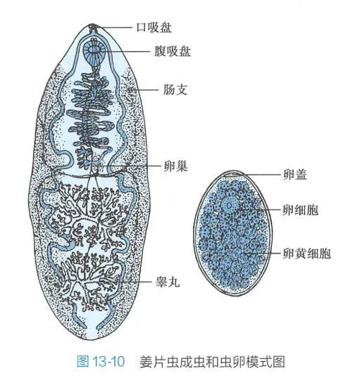 姜片虫的生活史图片