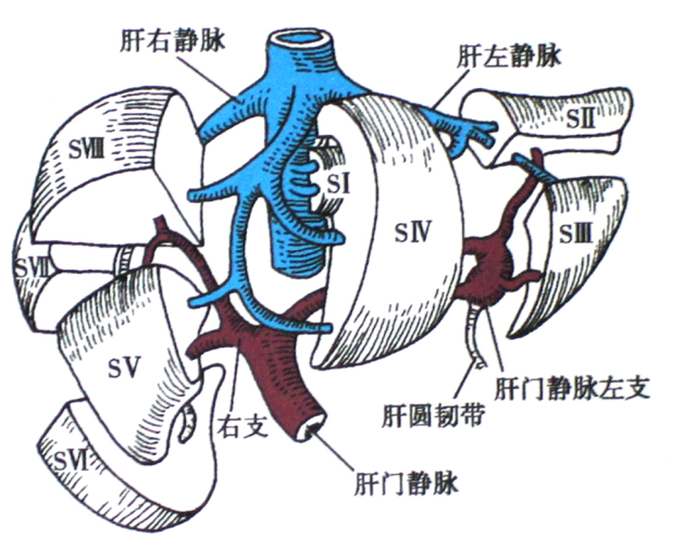 結合解剖看腹部ct,輕鬆掌握腹部實質臟器分佈(上篇)