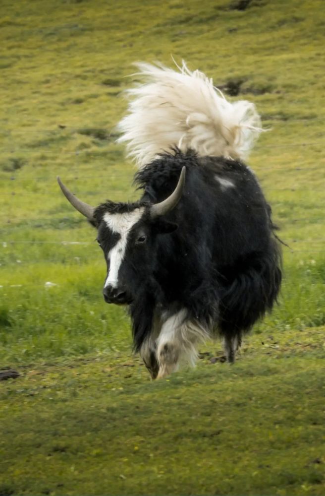 我与牦牛的高原"约会"_腾讯新闻