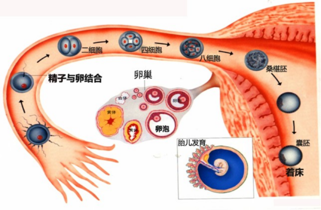 "种子"指的就是男性和女性的生殖细胞.