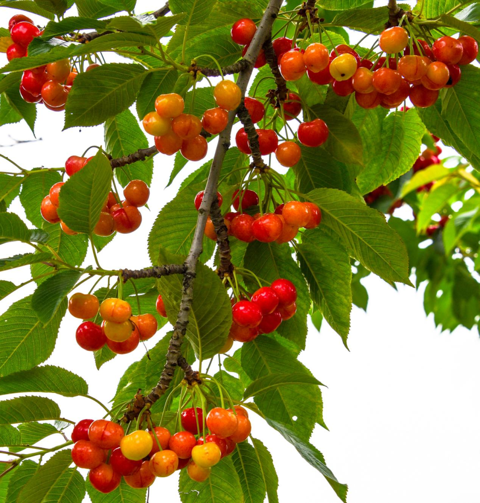 菏泽这个村"发家史"缘自一棵樱桃树