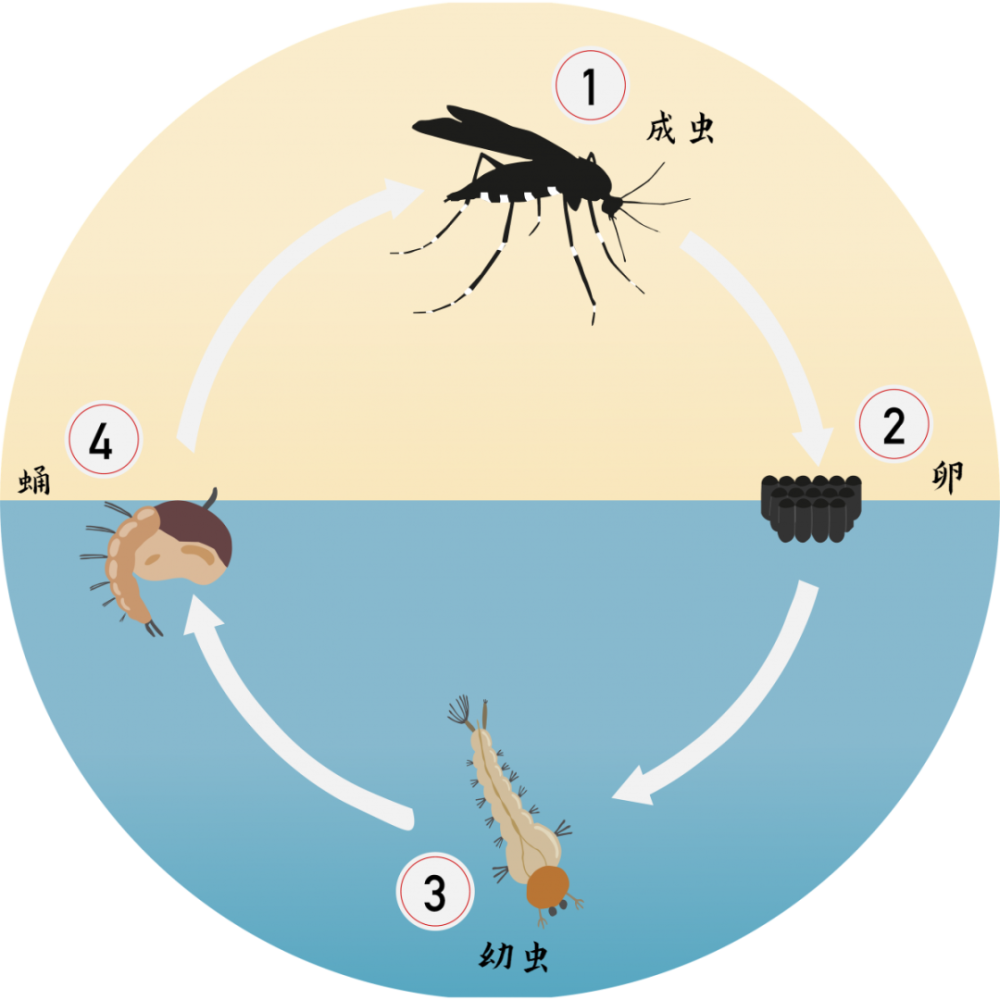 蚊子生长发育过程简图图片