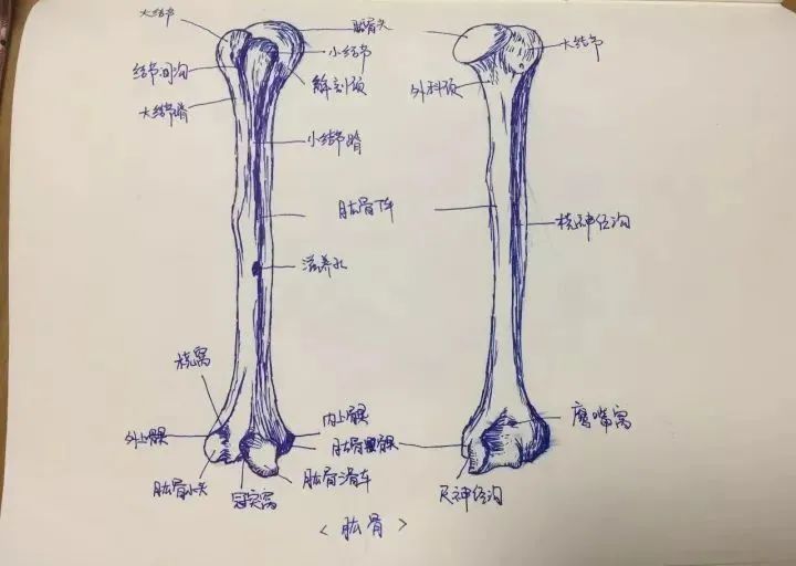 小儿的髋关节诸骨,因软骨较厚,关节腔显得较宽,各骨间距离亦较远,所以