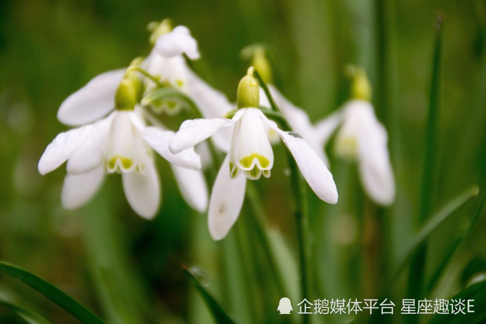 8月21日 27日星座运势 繁花似锦 大展身手的四大星座 腾讯新闻