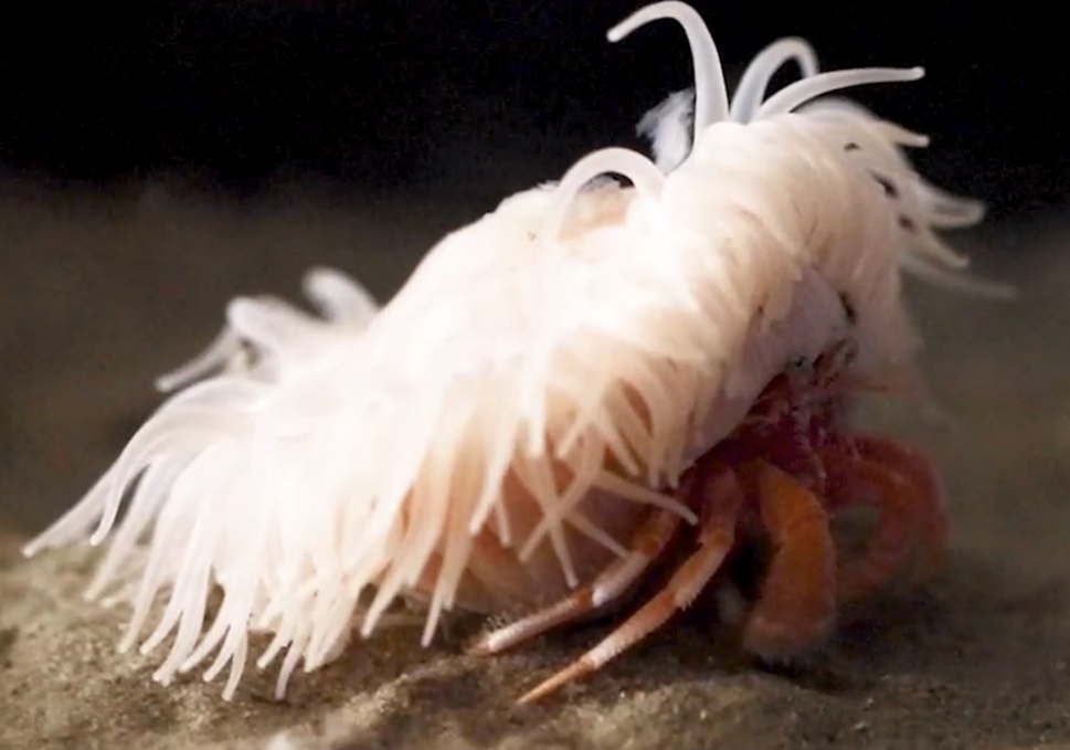 寄居蟹与海葵的"深海爱情"_腾讯新闻