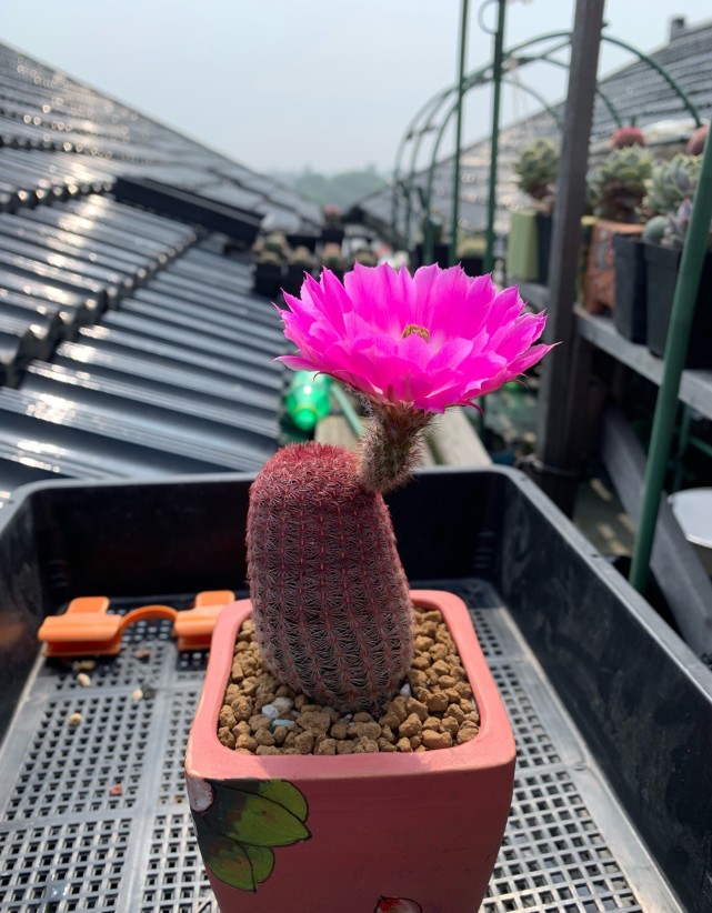 二,红太阳的种植建议有些仙人球开花很"懒",比如金虎,养几年都看不到