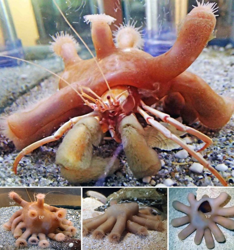 海葵和寄居蟹的关系图片