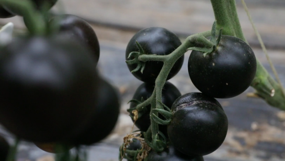 说起番茄,你一定会猜它是"红色"的.可是,你知道有黑色番茄吗?