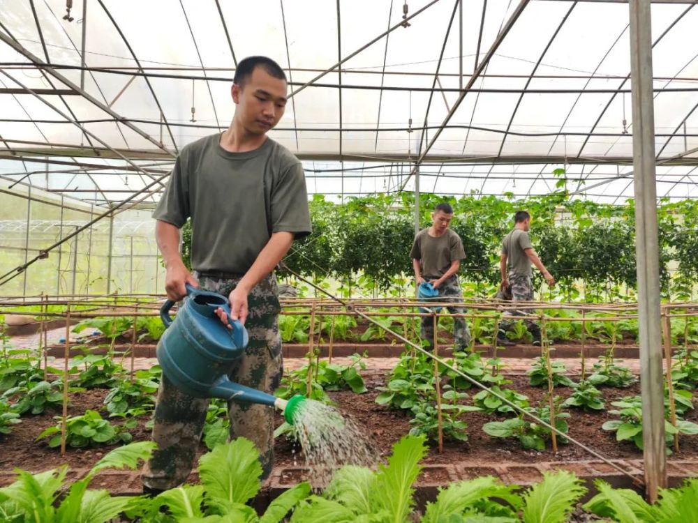 哨位上收到录取通知书！这位兵哥哥喜圆军校梦……拿着胡萝卜的兔子简笔画2023已更新(微博/腾讯)