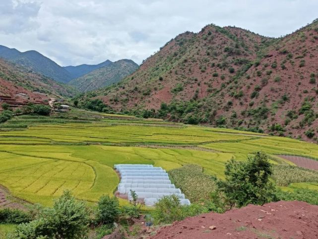 双柏县大麦地镇:夏粮喜丰收 农民笑开颜