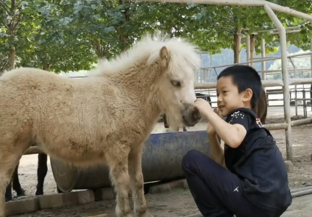 看到于庚印与小矮马的有爱视频,网友的评论也是很有趣了,调侃"每一匹