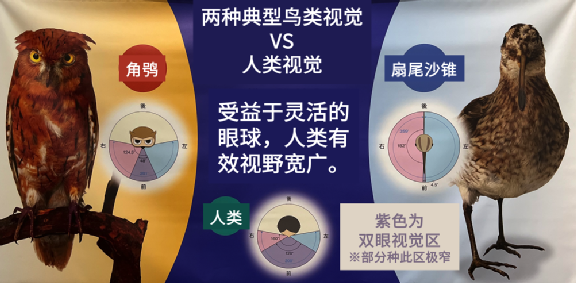 例如人眼平視前方時的整體視野可以達到 180° 以上,但其中的最佳視野