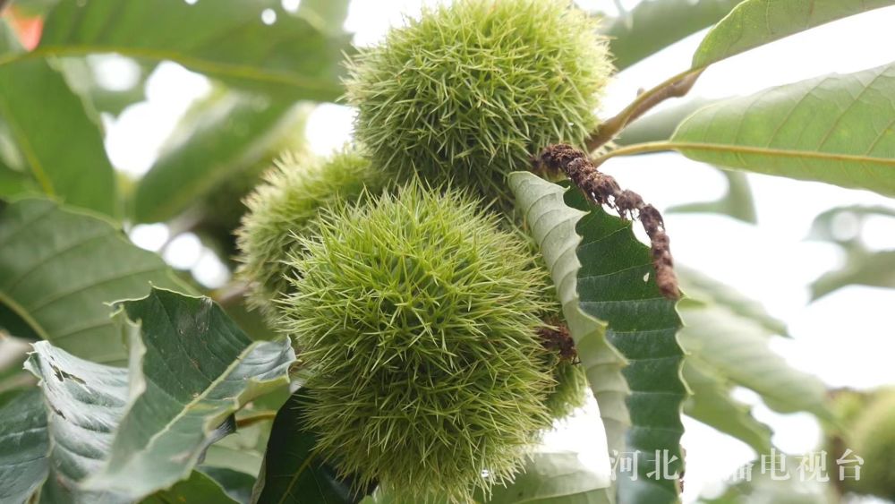 想吃正宗迁西板栗吗来认养一棵板栗树吧