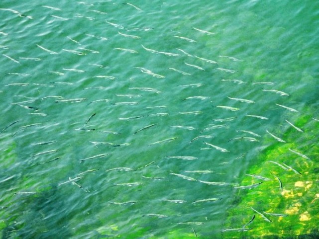 鱼翔浅底