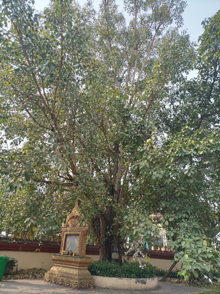 菩提树——友谊树,景观树