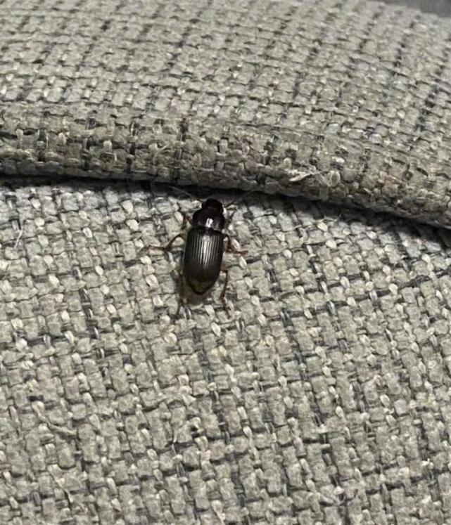 京津冀现不明黑色昆虫?哪来的?有害吗?专家释疑