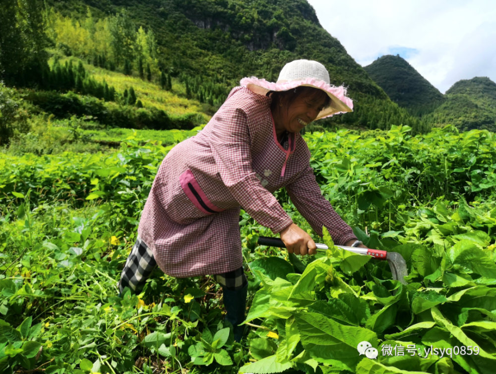 义龙新区龙广镇纳桃村：种桑养蚕 助群众增收致富_腾讯新闻