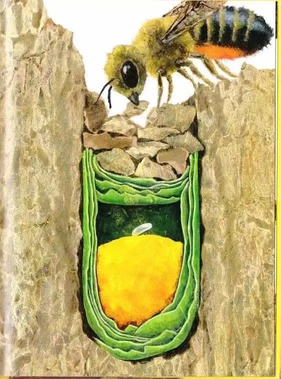 切叶蜂同蜜蜂外形相似,由于它们常从植物的叶子上切取半圆形的小片带