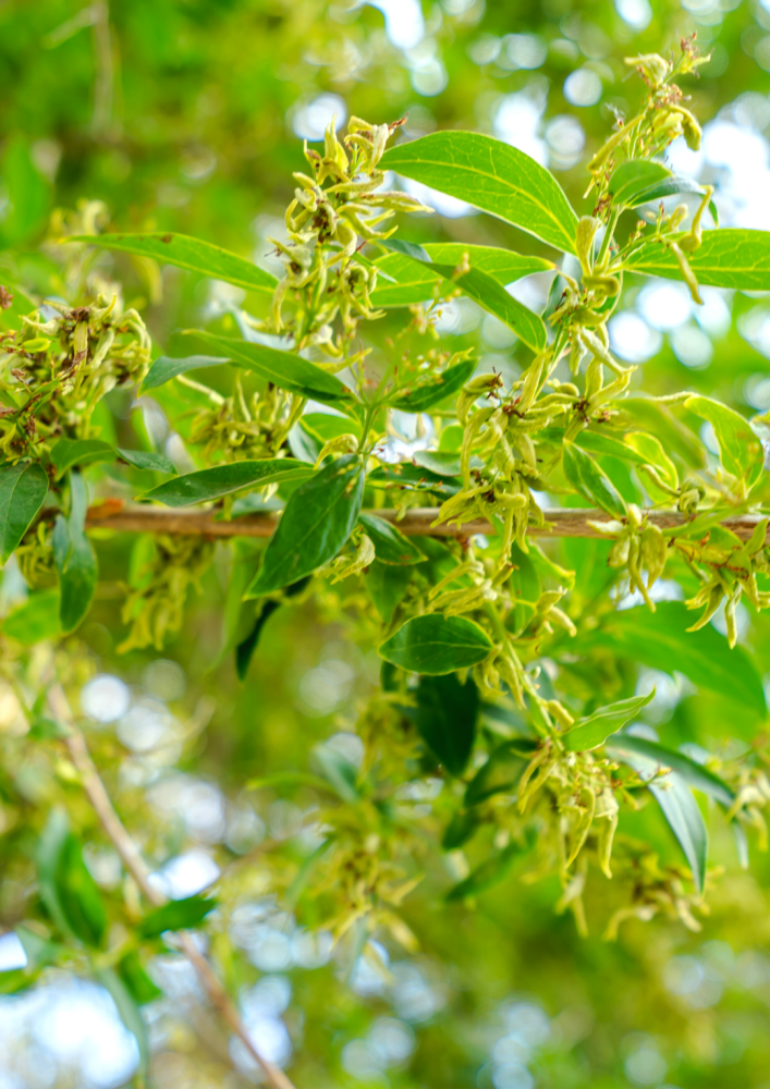 供图 / 九龙口旅游度假区除了五谷树的传说,当地戏剧的发展,也与水旱